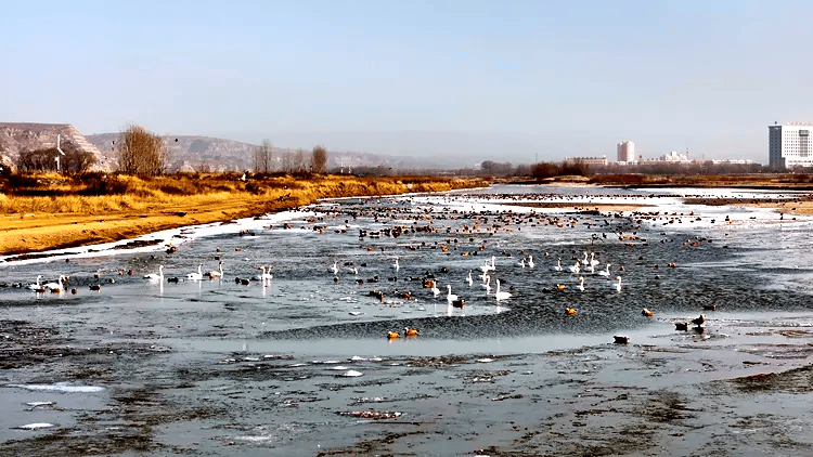 黄河湿地:生态保护与可持续发展并进不朽情缘登录入口【今日关注】河曲县(图3) 黄河湿地:生态保护与可持续发展并进不朽情缘登录入口【今日关注】河曲县(图3)