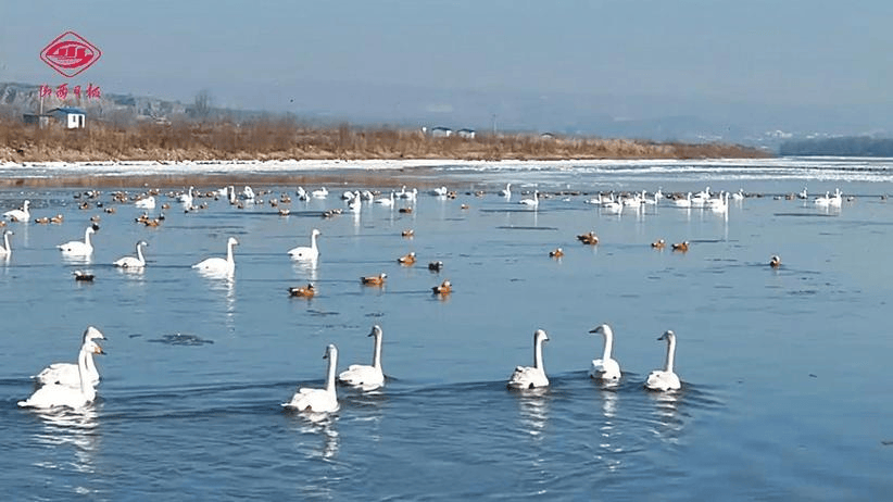 黄河湿地:生态保护与可持续发展并进不朽情缘登录入口【今日关注】河曲县(图2) 黄河湿地:生态保护与可持续发展并进不朽情缘登录入口【今日关注】河曲县(图2)